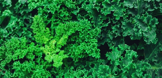 Kale